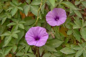 Giant potato(Ipomoea mauritiana Jacq.)